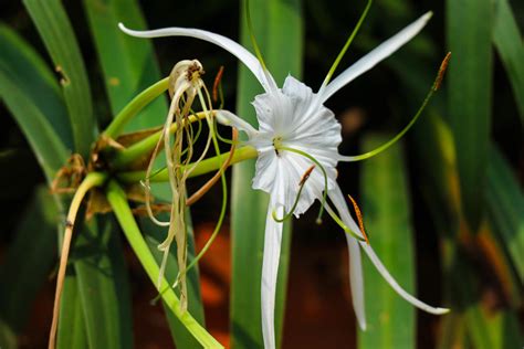 The white lily, which has the scientific name Hymenocallis Speciosa, is ...