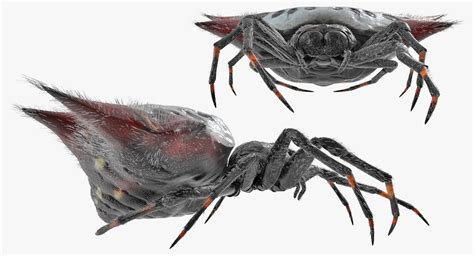 Gasteracantha Spider Walking Pose with Fur 3D | 3D Molier International