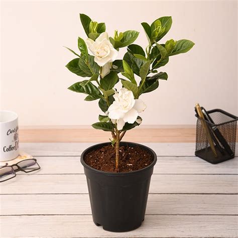 Buy Plants online from Nurserylive at lowest price.