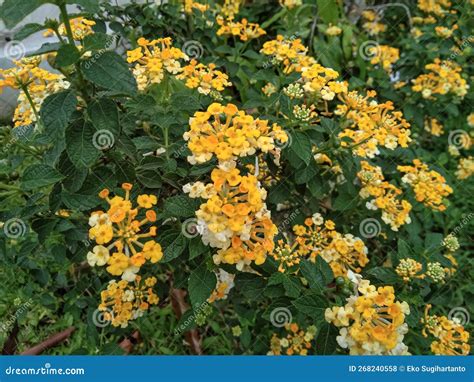 Chicken With Hairy Legs Royalty-Free Stock Photography | CartoonDealer ...