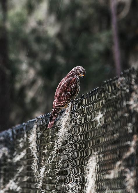 Image result for Brooding Bird