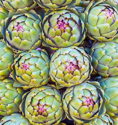 What Is Artichoke Flower at Lula Meyers blog