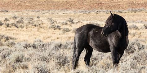Images Of Wild Mustang Horses Mustang, Wild Horse / Equus Ferus