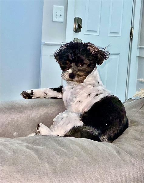 Meet the newest member of the fam - Chani. She is accepted in both ...