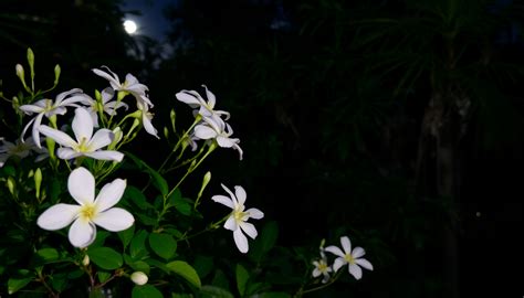 Enchant Your Senses: The Best Fragrant Night-Blooming Plants for Moon ...