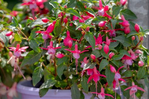 Fuchsia Flowers: Planting, Growing, and Caring for Fuchsias