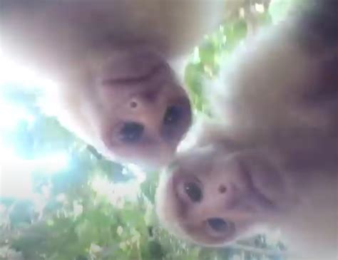 Image result for Monkey GoPro