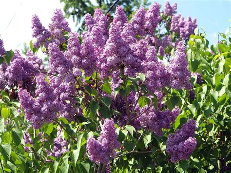 How Long Do Dwarf Lilacs Bloom at Jessie Ramirez blog