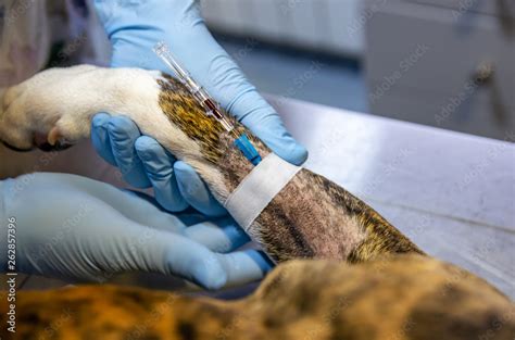 Image result for Introvet Injection