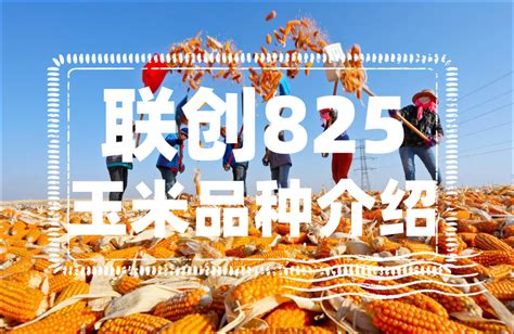 联创825玉米品种介绍 —【发财农业网】