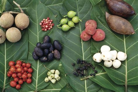 Discover Delicious Indigenous Australian Fruits