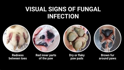 Preventing Paw Fungus