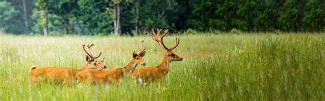 Satpura National Park Tiger Safari Online Booking | MPforest