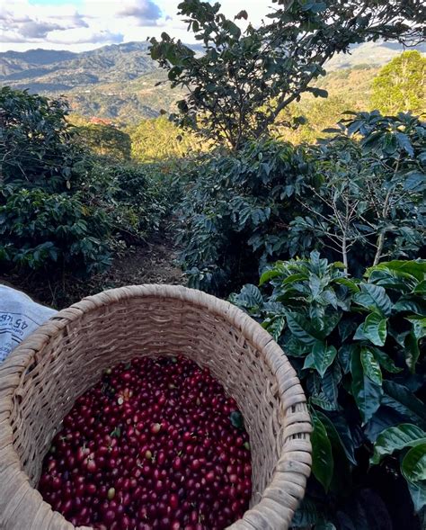 Eiland Coffee Roasters (@eilandcoffeeroasters) • Instagram photos and ...