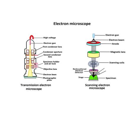 Image result for Electron Microscope Types