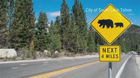 CHP warns drivers about bears on the roads in Lake Tahoe area | abc10.com