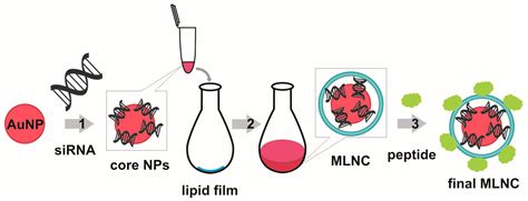 Chemical Modifications Influence the Number of siRNA Molecules Adsorbed ...