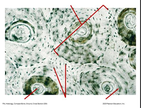 Image result for Compact Disc Microscopic View