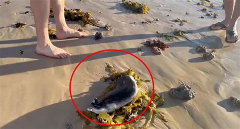 Image result for Alien Creature Bondi