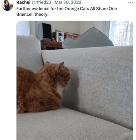 15 Orange Cat Memes For Our One Brain Cell Companions | eBaum's World