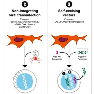 Image result for Clone and Reprogramming