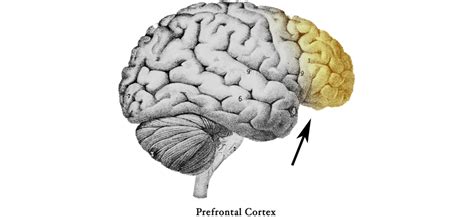 Image result for Prefrontal Cortex Front Perspective