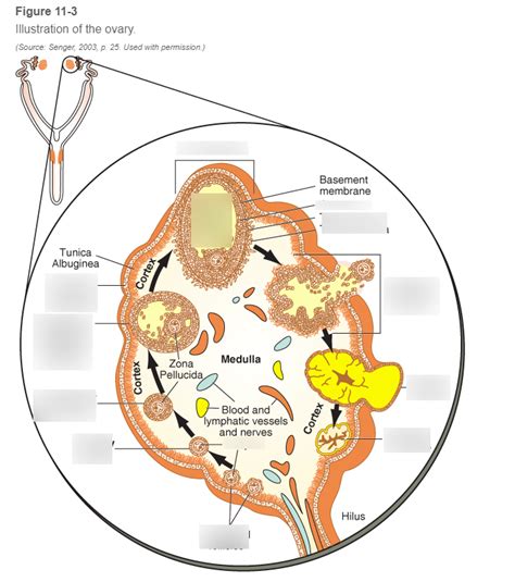 Image result for Oogenesis Animation