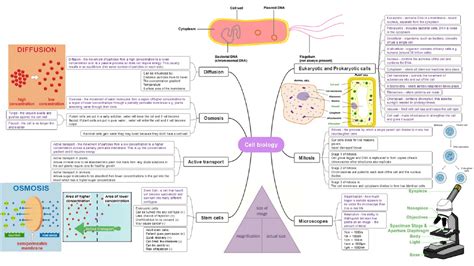 Biology Mind Map 的图像结果