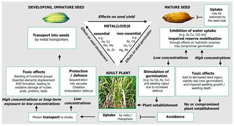 Integrated Assessment of Pb(II) and Cu(II) Metal Ion Phytotoxicity on ...