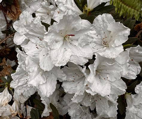 Law of Chastity - Immutable, Never Outmoded… - My Personal Witness