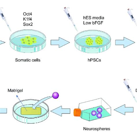 Brain Processing Unit 的图像结果