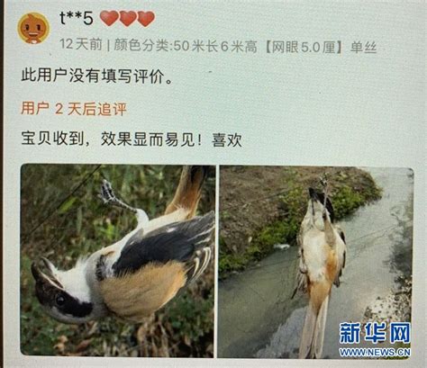 网捕成风，有的一只卖数万元——禁令之下仍有人捕贩野生鸟-中国食品新闻网