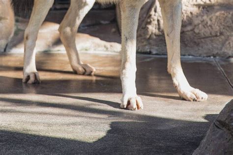 Wolf Claws 的图像结果