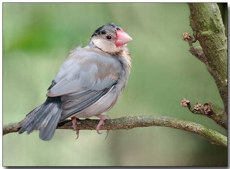 Image result for Java Sparrows for Sale