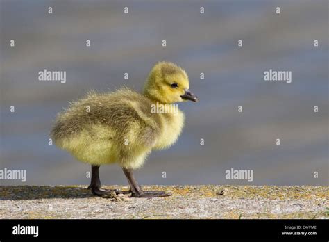 Canada goose chick hi-res stock photography and images - Alamy