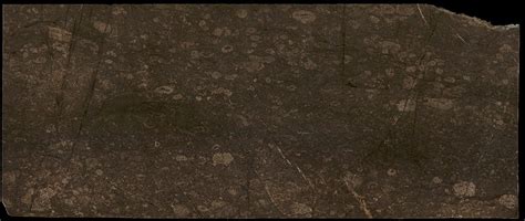 Buy fossil brown marble | Brown color marble for floor & wall | Nitco