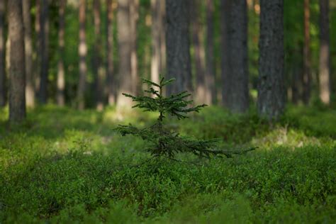 Image result for Sapling Transparent