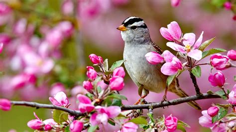 Flower Spring Nature Wallpapers - Wallpaper Cave