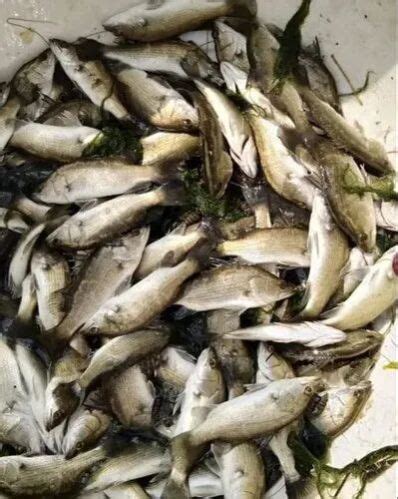 Seabass Fish Seed Manufacturer, Supplier from Sitamarhi