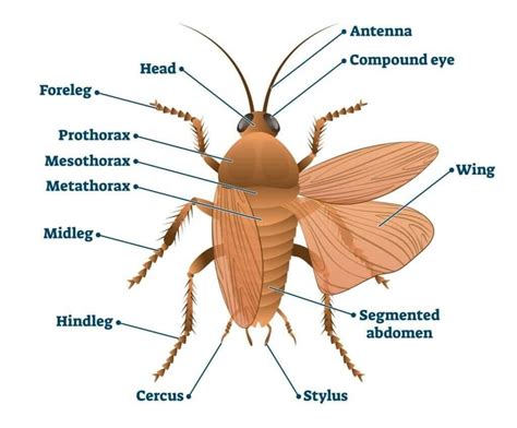 Image result for Class Insecta