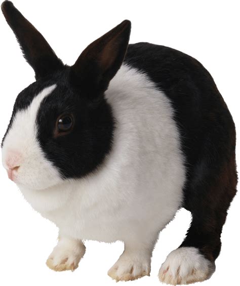 black and white rabbit PNG Image - PurePNG | Free transparent CC0 PNG ...