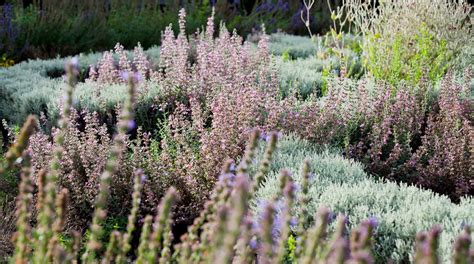 Best Things To Plant With Lavender at Patricia Henderson blog