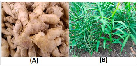 Zingiber officinale Uncovered: Integrating Experimental and Computational Approaches to ... - anatomy of zingiber officinale