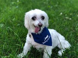 Image result for World's Cutest Dog Winner