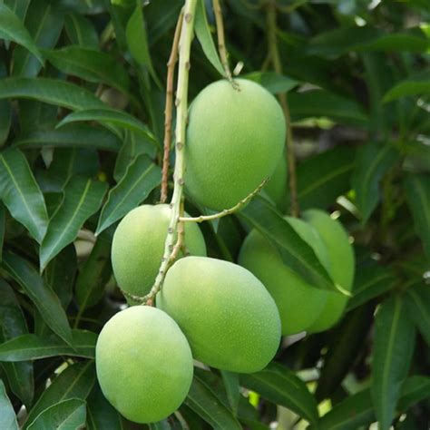 Plantsship Exotic High Yielded, Kalapad Aam (Grafted) Live Healthy ...