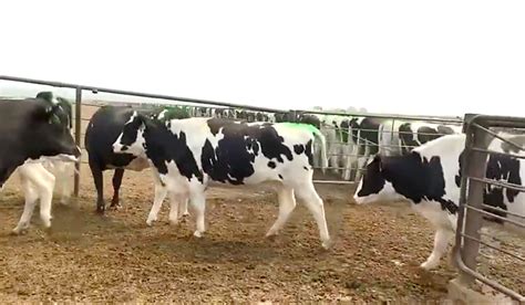 爱养牛5200头进口奶牛顺利到港 乌拉特前旗10万头奶产业园项目建设进入新阶段_本溪财经网