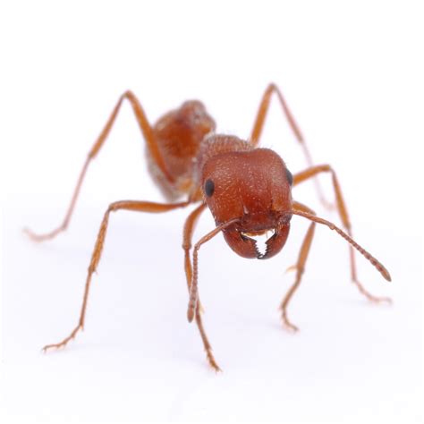 Maricopa harvester ant (Formicidae: Pogonomyrmex maricopa) - Vancouver ...