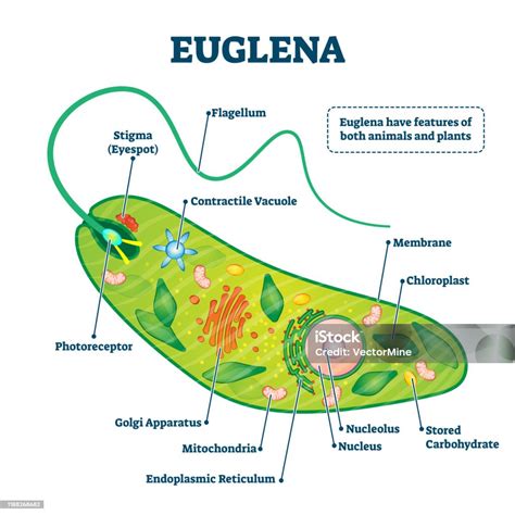 Genus Of Euglena
