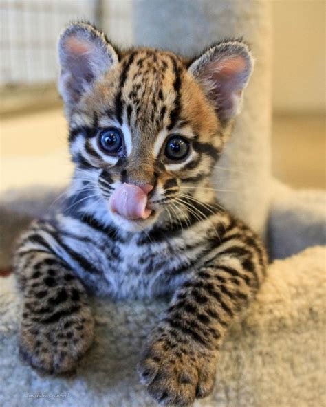 Bébé Ocelot