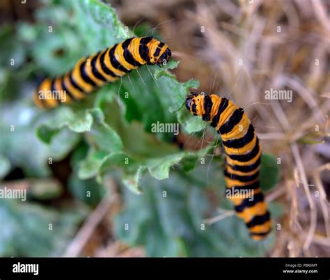 Cinnabar moth caterpillar Tyria jacobaeae Stock Photo - Alamy